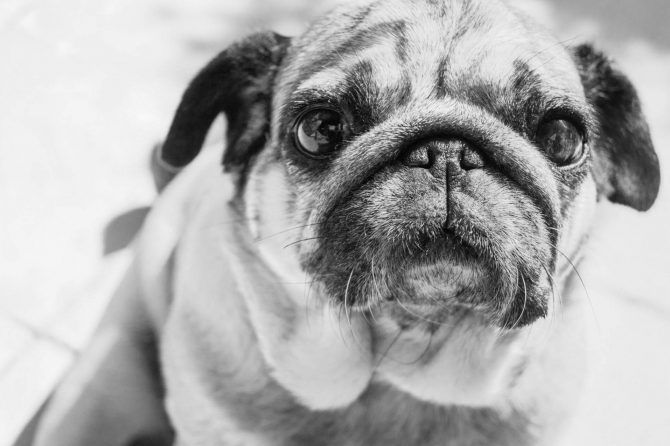 Companion animal vets worldwide voice concern about new ‘pug’ film