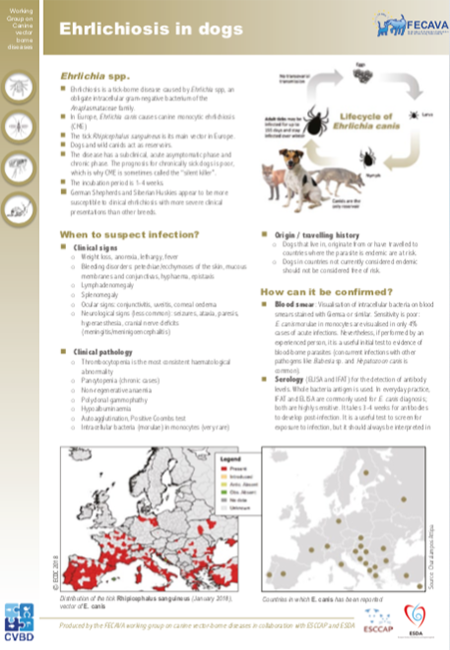 Ehrlichiosis in dogs