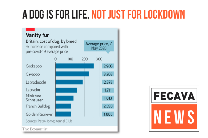 A dog is for life, not just for lockdown