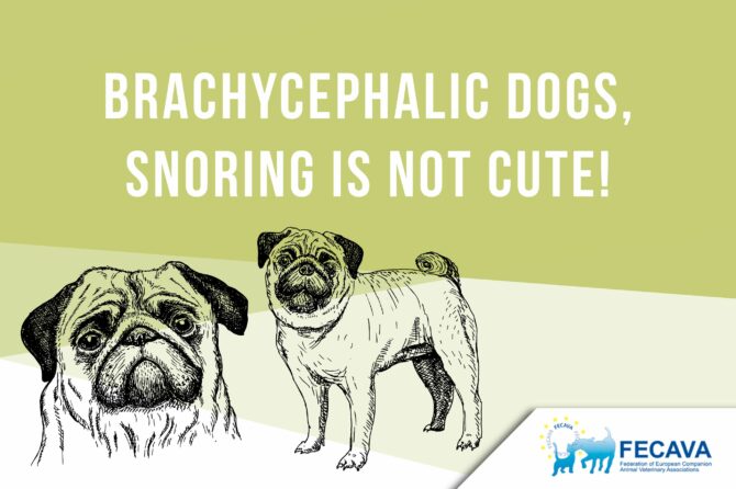 Brachycephalic dogs, snoring is not cute!