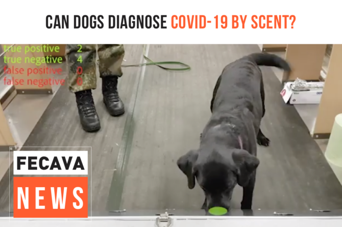 Can dogs diagnose COVID-19 by scent?
