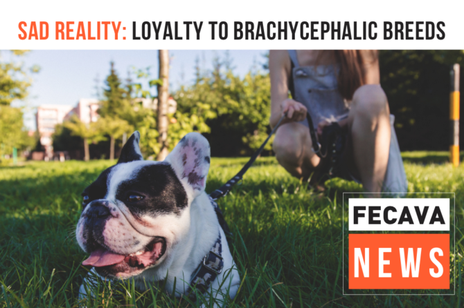 Sad reality: loyalty to brachycephalic breeds
