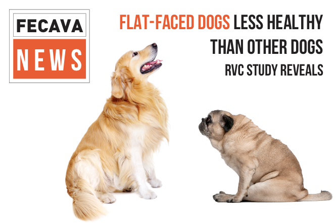 RVC Study reveals flat-faced dogs really are less healthy than other dogs