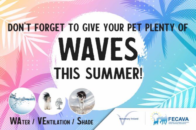 Don’t Forget to Give your Pet plenty of WAVES this Summer!