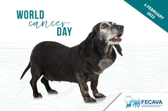 World cancer day: Almost half of the dogs over the age of 10 will develop cancer