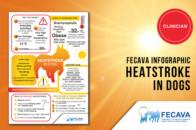 FECAVA Infographics on heatstroke