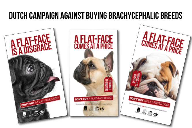 Animal Welfare Organizations and Vets in the Netherlands call for Emergency Action: Don’t buy flat faced dogs