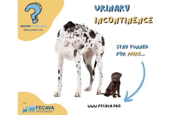 FECAVA Clinical Question of the Month: Urinary Incontinence in Female Dogs