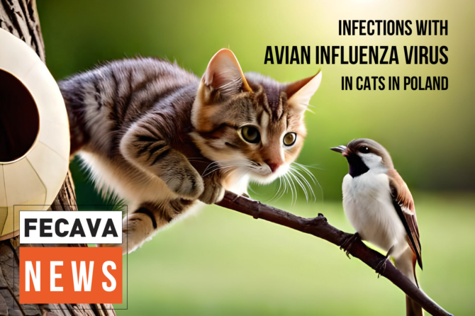 Infections with Avian Influenza A(H5N1) virus in cats in Poland