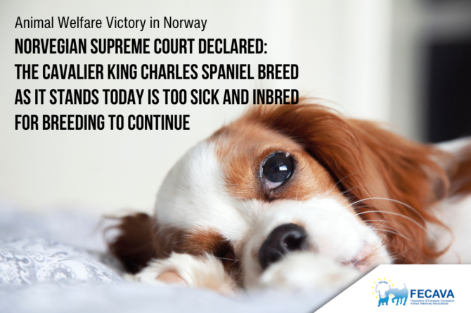 Norway’s Supreme Court Verdict: Cavalier King Charles Spaniel breed as it stands today is too sick and inbred for breeding to continue