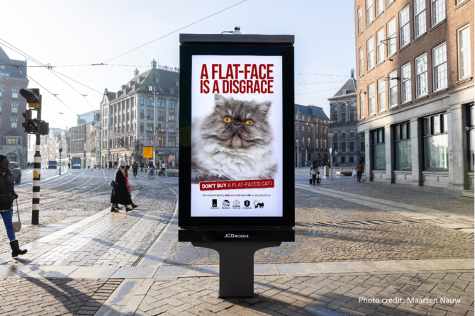 Vets Warn: Don’t Buy a Flat-faced Cat